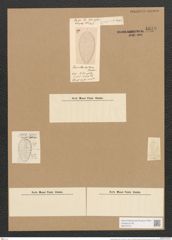 Surirella baltica Schum. (de-Toni-Nr.: Genus 53, Species 2248) Zeichnungen Sammlung Grunow Nr. 4679 (NHMW-BOT-W0372751)